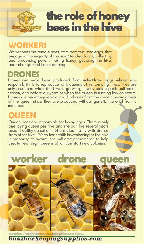Role Of Honey Bees In The Hive Bee Keeping Backyard Bee Honey Bees