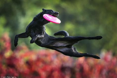 Claudo Piccoli Photographs Canines Catching Frisbees At