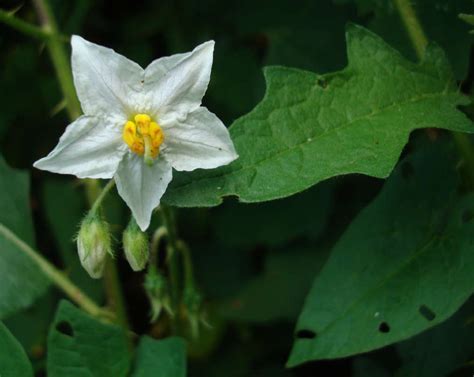 Carolina Horse Nettle Masonville Cove · Naturalista Mexico