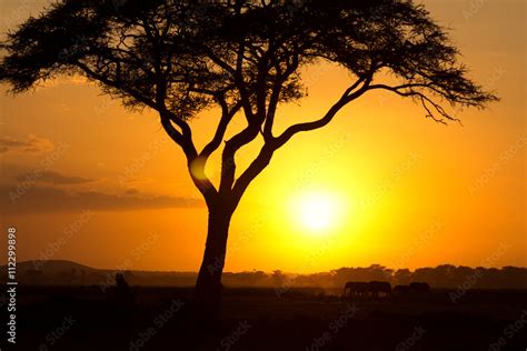 Typical African Sunset With Acacia Trees In Masai Mara Kenya Elephant