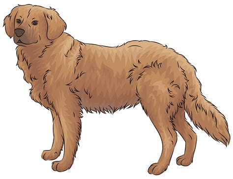 Golden Retriever Dog Clipart 10 Free Cliparts Download Images On