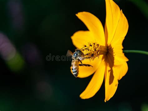 Japanese Honey Bee Flies Into Golden Cosmos 7 Stock Photo Image Of