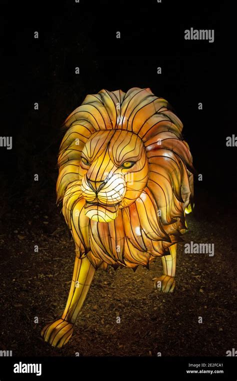 Lion Zoo Light Display Stock Photo Alamy