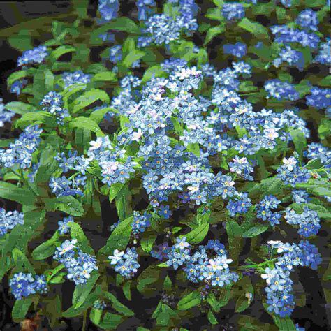 Forget Me Not Annual Seed Forget Me Nots Flowers Forget Me Not Seeds