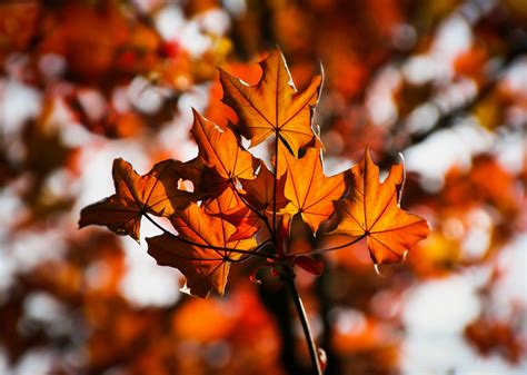 Maple Maple Leaves Autumn Colorful Red Leaves K Hd Wallpaper
