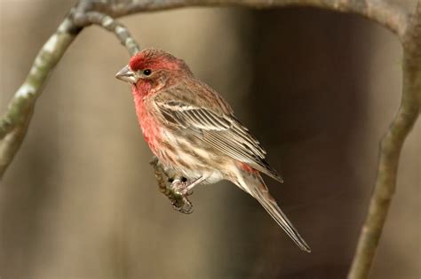 All About Birds House Finch