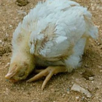 Newcastle disease (nd) is one of the most important infectious diseases of poultry. ΨΕΥΔΟΠΑΝΩΛΗ (NEWCASTLE DISEASE) | ΚΟΚΕΤΕΣ ΚΟΤΕΣ