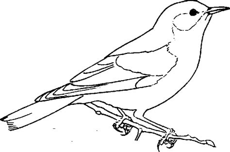 Dibujos Para Colorear Pintar E Imprimir Bird Coloring Pages Bird