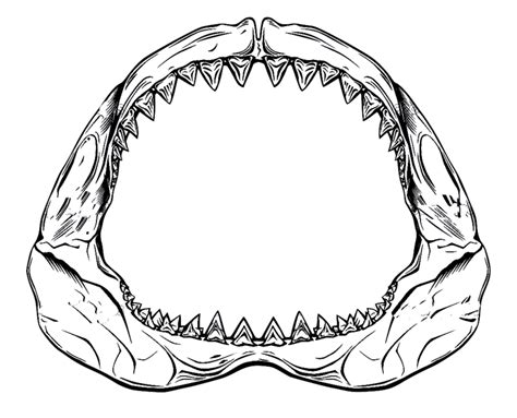 Shark Jaw Drawing At Getdrawings Free Download