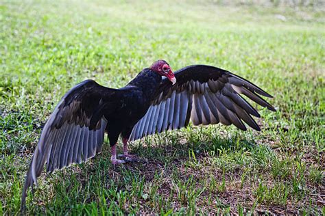 Turkey Vulture Pictures Images And Stock Photos Istock