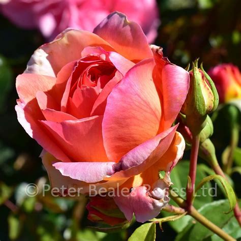 Papi Delbard Climbing Rose Peter Beales Roses The World Leaders