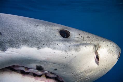 Extreme Close Up Great White Shark — By George T Probst