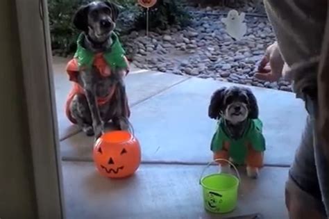 Video Celebrate A Doggie Howloween With Lots Of Tricks And Treats