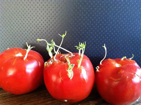 Tomato Seeds Sprouting In The Tomatoes Tomato Seeds Tomato Sprouts