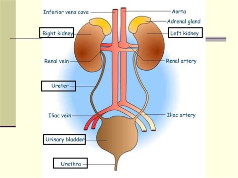 Anatomy And Physilogy Of Urinary System Renal System