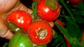 Compartilhar 32 Imagem Fundo Preto No Tomate Br Thptnganamst Edu Vn