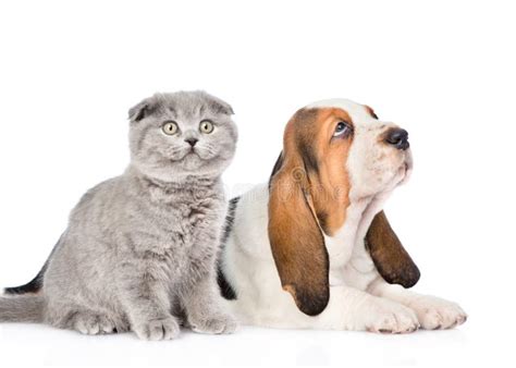 Gray Kitten And Basset Hound Puppy Looking Up Isolated On White Stock
