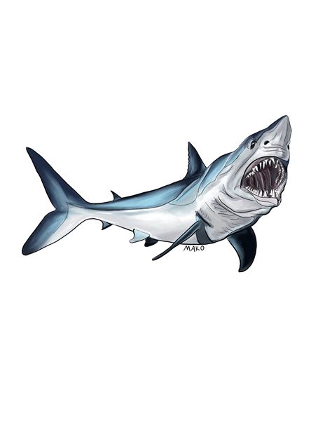 Mako Shark Dibujo Digital Original Impresión de Arte Etsy