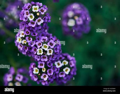 Beautiful Little Blue Flowers Stock Photo Alamy