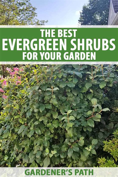 Pictures Of Low Growing Evergreen Shrubs It Is Always Better To Use