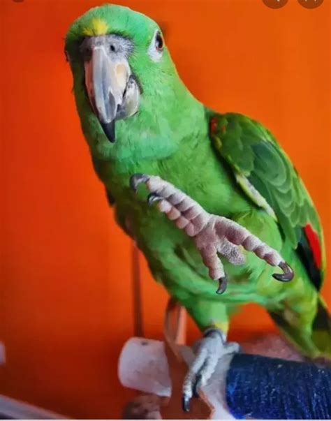 Why Do Parrots Sit On Shoulders Quora