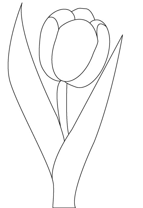 printable tulip coloring pages  kids