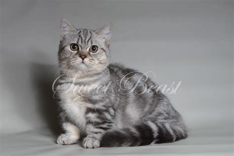 British Shorthair Munchkin 55 Koleksi Gambar