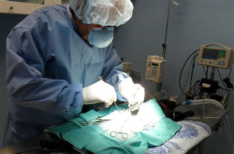Female Cat Spaying Preparation For The Procedure And Postoperative