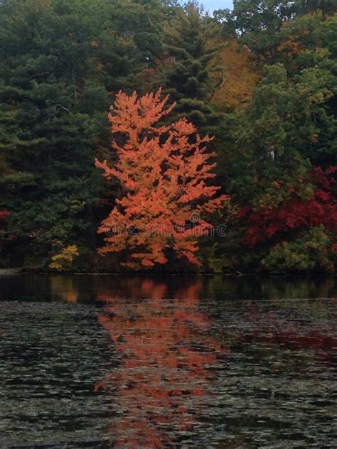 New England Fall Orange Tree Reflection On Pond Stock Image Image