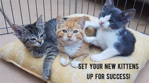 Welcoming Your New Kitten Homekitten Proofing