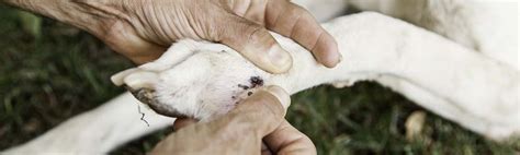 Dog Paw Care 7 Ways To Keep Your Dogs Paw Pads Healthy And Safe