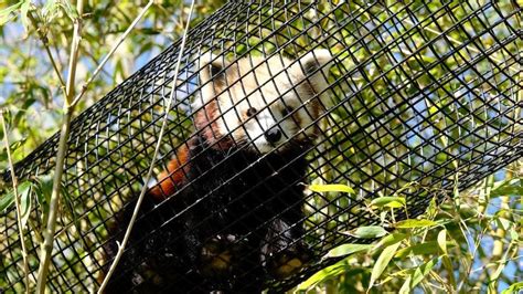 Red Panda Escapes The Zoo Adelaide