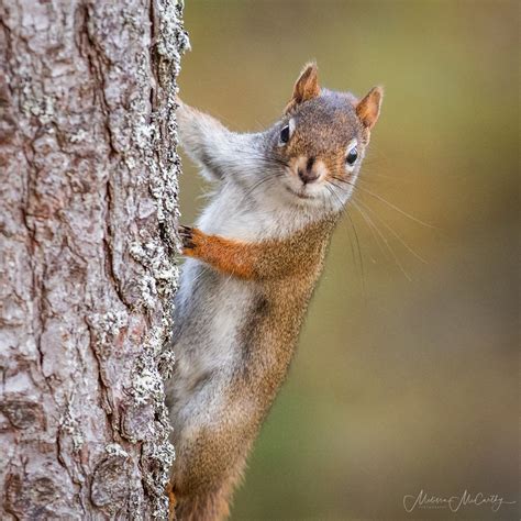 Squirrel Portrait Melissa Mccarthy Flickr