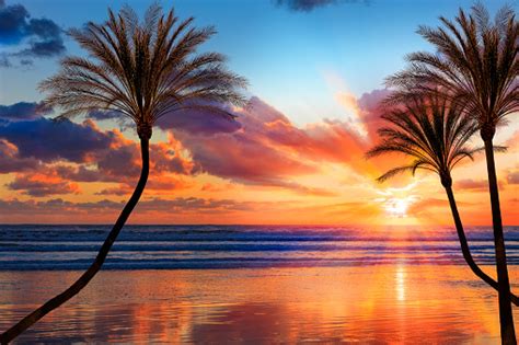 Southern California Sunset Beach With Backlit Palm Trees Stock Photo