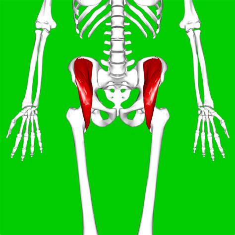 Fileiliacus Musclepng Physiopedia