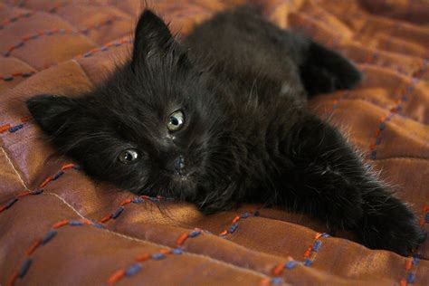 A Picture Of A Black Kitten Pictures Of Tuxedo Cats And Kittens