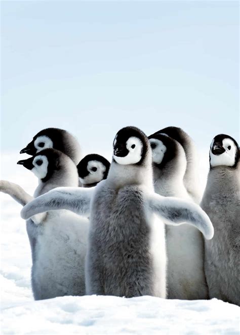 Anatomy of mating of emperor the emperor penguin mates in seasons. 51 Baby Penguin Photos, Videos, and Facts That Will Have ...