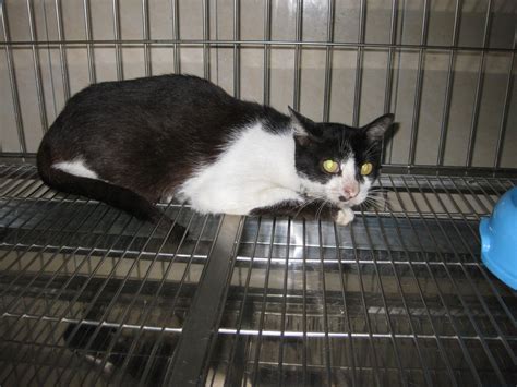 Two Female Cats Spayed Animalcare