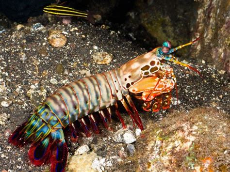 GettyImages-503868691.jpg (With images) | Mantis shrimp ...