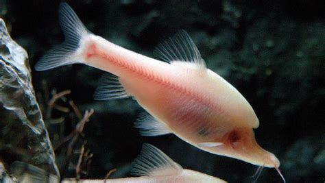 Blind Horned Unicorn Fish Found In China Popular Science