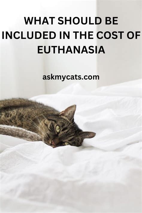 How Much Does It Cost To Euthanize A Cat Cost Breakdown And Factors
