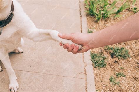 Free Photo Paw Of Dog And Human Hand