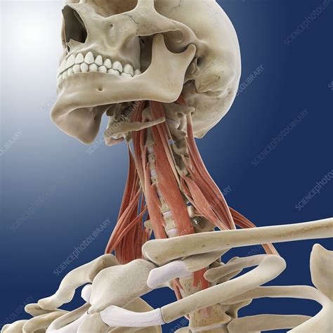Neck Muscles Artwork Stock Image C0145069 Science Photo Library