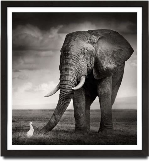 Joachim Schmeisser The Bull And The Bird Kenya Elephant Wildlife