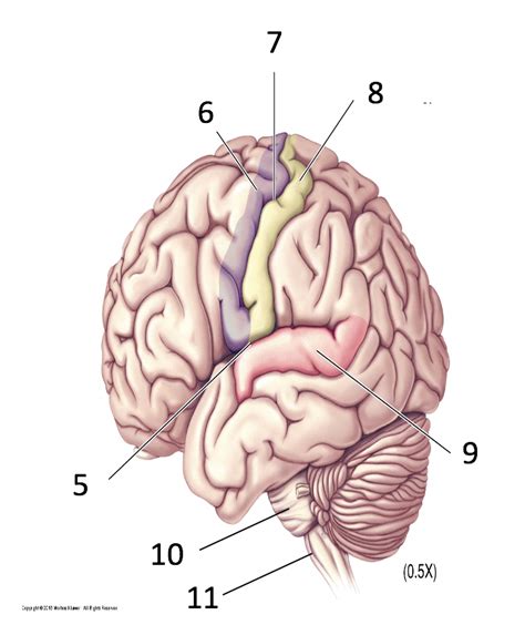 Neurology Slide Test 1 Gyri And Sulci Diagram Quizlet
