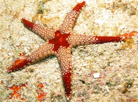 Peppermint Sea Star Fromia Monilis Yap Micronesia Photo 2
