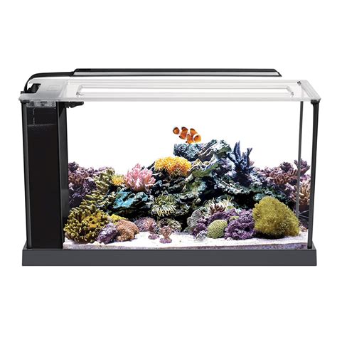 10 Best Small Saltwater Fish Tanks Aquariumdimensions