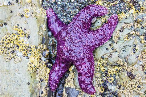 Starfish Ochre Sea Star Photograph By Jordan Hill