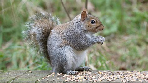 Public Outcry At Grey Squirrel ‘massacre Planned By Charity The Times