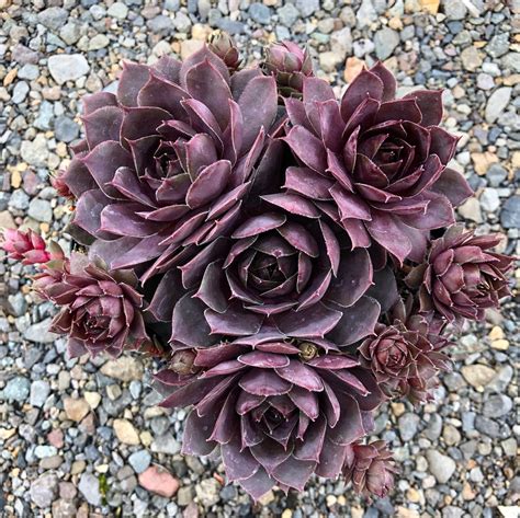 Sempervivum Chick Charms Plum Parfait Hens And Chicks Kigi Nursery